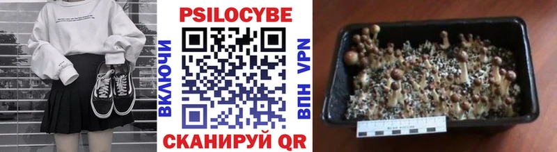 Купить закладки  Кызыл  Галлюциногенные грибы Psilocybe 